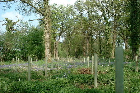 Newly underplanted peripheral woodland